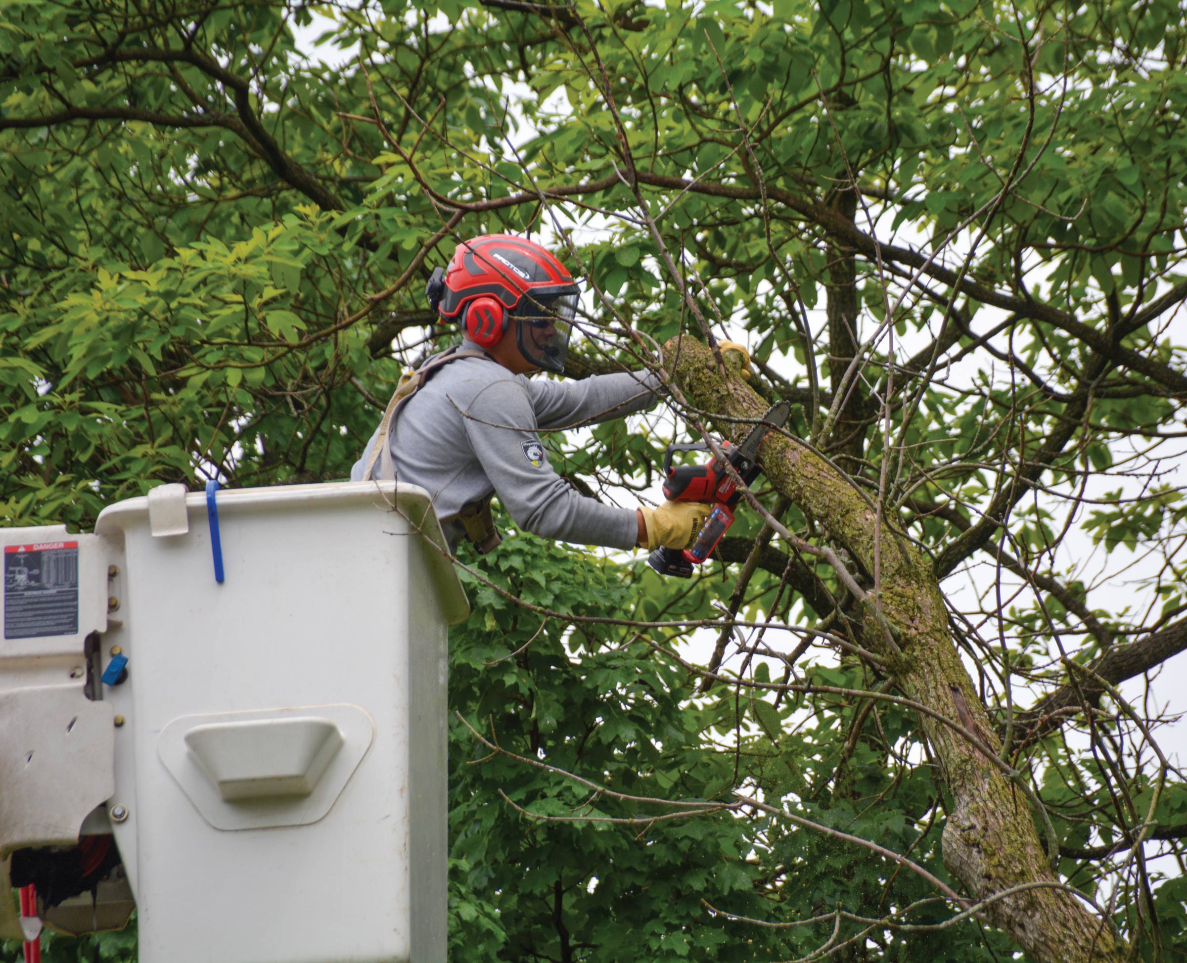Line worker wearing protective gear uses a chainsaw to cut a tree